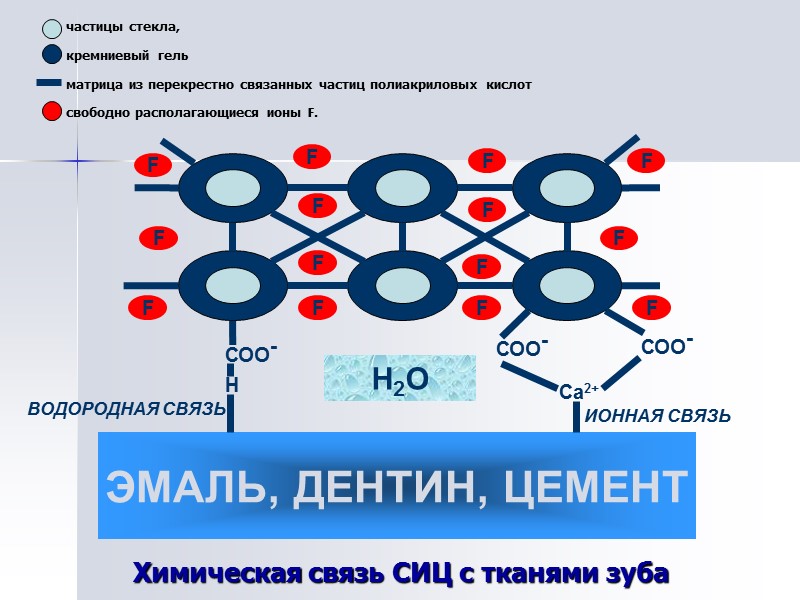 Химическая связь СИЦ с тканями зуба F F F F F F F F